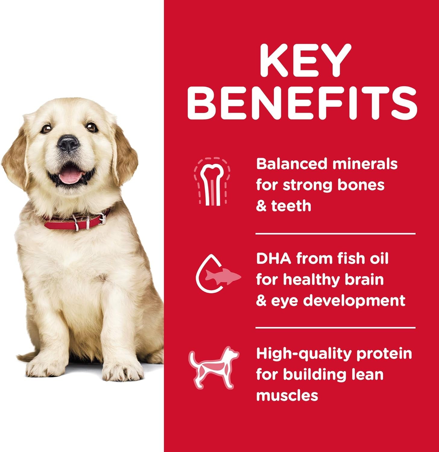 Puppy Large Breed Dry Dog Food 12Kg